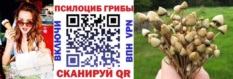 закладка Видное blacksprut рабочий сайт Псилоцибиновые грибы Cubensis