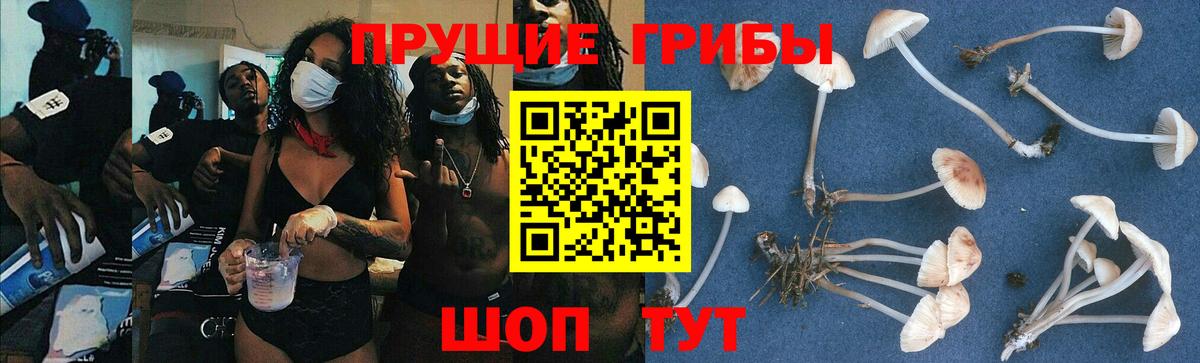Видное  Галлюциногенные грибы Psilocybe  Вход с VPN 